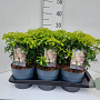 Pieris japonica 'Bonfire' 40-50 cm 7,5L
