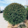 Taxus baccata 150-160 cm draadkluit bol
