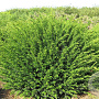 Taxus baccata 160-170 cm draadkluit bol