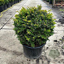 Taxus baccata 45-50 cm 12L bol