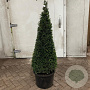 Taxus baccata 130-140 cm 40L kegel