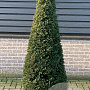 Taxus baccata 190-200 cm 45L kegel