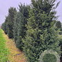 Taxus baccata 250-300 cm draadkluit haagplant