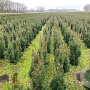 Taxus media 'Hicksii' 50-60 cm met kluit