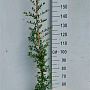 Pyracantha cocc. 'Red Column' 150-175 cm 10L met stok