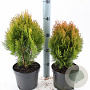 Thuja occ. 'Aurea Nana' 30-35 cm 3,0L