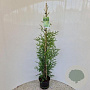 Thuja occ. 'Brabant' 90-100 cm 3,0L