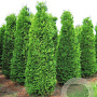 Thuja occ. 'Brabant' 300-350 cm draadkluit solitair