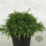 Thuja occ. 'Recurva Nana' 25-30 cm 3,0L