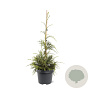 Thuja plicata 'Aldrich Mountain' 40-50 cm 3,0L