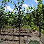 Tilia cordata 'Rancho' 8-10 HO draadkluit