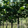 Tilia europaea 'Zwarte Linde' 10-12 HO draadkluit