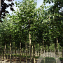 Tilia europaea 'Zwarte Linde' 16-18 HO draadkluit