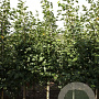 Tilia mongolica 'Buda' 8-10 HO draadkluit