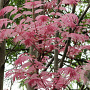 Toona sinensis 'Flamingo' 200-250 cm 35L meerstammig