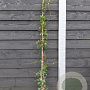 Trachelospermum j. 'Pink Showers' 150-175 cm vierkant rond 5,5L