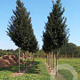 Ulmus minor 300-350 cm cont. 150L meerstammig