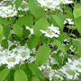 Viburnum plic. 'JWW1' 100-125 cm 35L