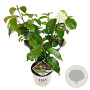 Viburnum Shiny Dancer GM 3,0L leverbaar