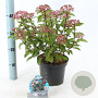 Viburnum tin. Spirit 30-35 cm 3,0L