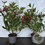 Weigela 'Red Prince' 30-40 cm 2,0L