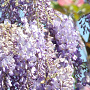 Wisteria floribunda 60 cm C1.5 met stok