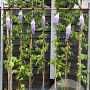 Wisteria sinensis 'Prolific' 175-200 cm 5,5L