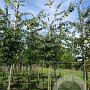 Zelkova serrata 8-10 HO draadkluit