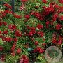 Rosa (K) 'Horjasper' 150-175 cm vierkant rond 5,5L