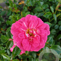Rosa (H) Knirps GM C1.5 eigen wortel