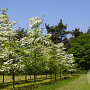 Cornus florida 20-25 HO draadkluit