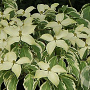Cornus k. 'Wolf Eyes' 175-200 cm cont. 90L meerstammig