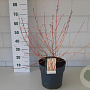 Cornus sang. 'Midwinter Fire' 40-50 cm 10L