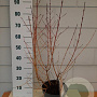 Cornus sang. 'Midwinter Fire' 40-60 cm 5,0L