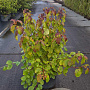 Cornus sang. 'Winter Beauty' 40-60 cm 10L