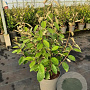 Elaeagnus ebbingei 60-70 cm 10L