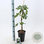 Ficus car. 'Brown Turkey' 30-40 cm rozenpot 3L