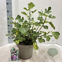 Ficus car. 'Morena' 50-60 cm 5,0L