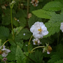 Fragaria v. 'Plena' GM P9
