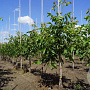 Juglans r. 'Broadview' 10-12 HO draadkluit