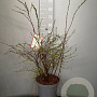Spiraea cinerea 'Grefsheim' 60-80 cm 7,5L