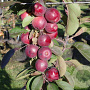 Malus d. 'Maypole' 175-200 cm 20L geveerd