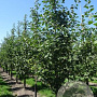 Malus d. 'Rode Boskoop' 12-14 HO draadkluit geveerd 3 X verplant