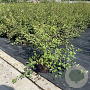 Spiraea vanhouttei 30-35 cm C1.2