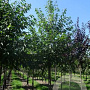Prunus a. 'Plena' 25-30 HO draadkluit