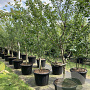 Prunus d. 'Reine Claude Violette' 25-30 HA cont. 160L