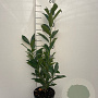 Prunus l. 'Caucasica' 60-80 cm 3,0L