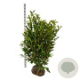 Prunus l. 'Caucasica' 125-150 cm met kluit extra