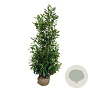 Prunus l. 'Caucasica' 150-175 cm met kluit extra