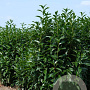 Prunus l. Genolia 175-200 cm draadkluit struik op Stam